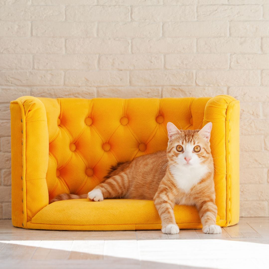 cat on chair